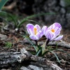 Circus Crocus