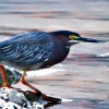 Green Heron at Water's Edge