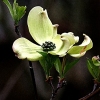 No Title - Earliest Dogwood