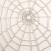 Spider Web