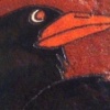 Crow 