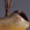Bug 