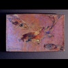 Koi I