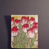 Red & White Tulips