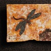 Dragonfly and Frog