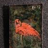 Pink Flamingo