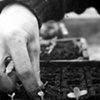 Organic Seeds