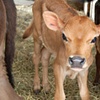 The Humane Society for Farm Animals