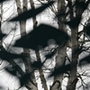 "Branches Transposed" (Detail)