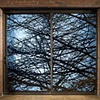 "Branches Transposed"