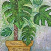 Cheese Plant