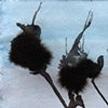 "Thistles no.1"