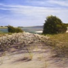 Chappaquiddick Spring