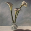 Calla Lilies