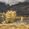 Aspen Glow