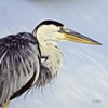 Great Blue