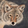 Coyote