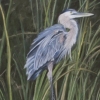 Blue Heron