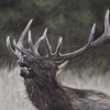 Bugler