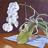 Orchids