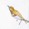 Bird (control)