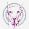 Doberoo