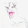 Pig Face
