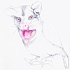 Pig Face
