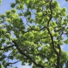 color - nature