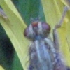 insectilion