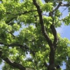oak savannah