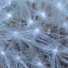 dandy lion