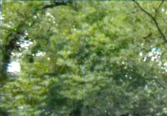 greenbelt ecosystem detail with projection