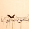 dream of flight bird train