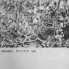 greenbelt ecosystem 11/06