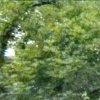 greenbelt ecosystem