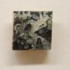 action sensor ecosystem paintings