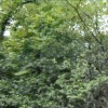 greenbelt ecosystem