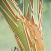 Manzanita