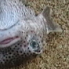 Dead Puffer