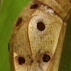 Pupa Shell, Mexico