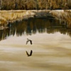 Nissequogue Marsh