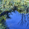 Reeds and Sky