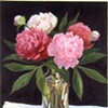 Peonies