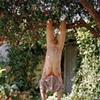 Tree Hang 