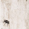Praetorian Guard Against Fly