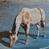 Horse on Blue