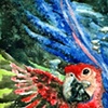 Parrot Fish
