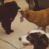 Three Stooges