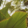 Palm Leaves